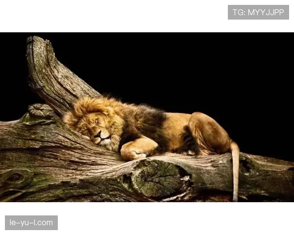 喀麦隆“不可征服雄狮”强势复苏，状态回暖引瞩目